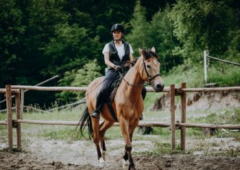 Hotel Klaudia - Nasze konie