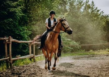 Hotel Klaudia - Nasze konie