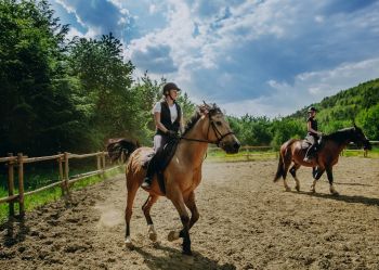 Hotel Klaudia - Nasze konie