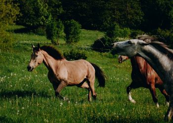 Hotel Klaudia - Nasze konie