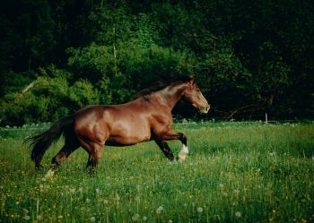Hotel Klaudia - Nasze konie