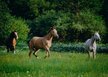 Hotel Klaudia - Nasze konie
