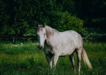 Hotel Klaudia - Nasze konie