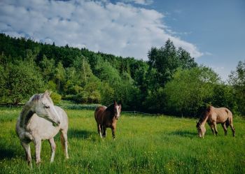 Hotel Klaudia - Nasze konie