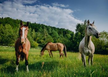 Hotel Klaudia - Nasze konie