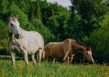 Hotel Klaudia - Nasze konie