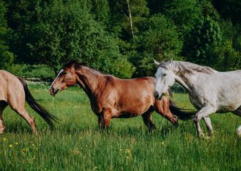 Hotel Klaudia - Nasze konie