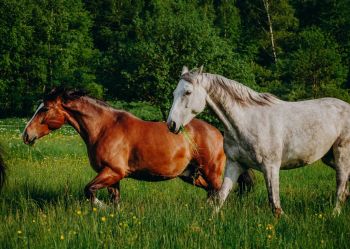 Hotel Klaudia - Nasze konie