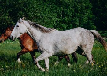 Hotel Klaudia - Nasze konie