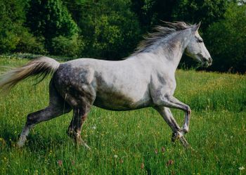 Hotel Klaudia - Nasze konie