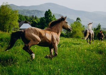 Hotel Klaudia - Nasze konie