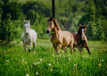 Hotel Klaudia - Nasze konie