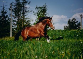 Hotel Klaudia - Nasze konie