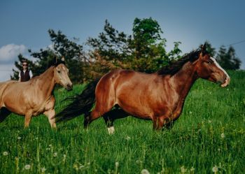 Hotel Klaudia - Nasze konie