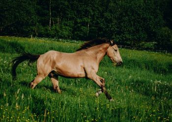 Hotel Klaudia - Nasze konie