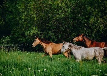 Hotel Klaudia - Nasze konie