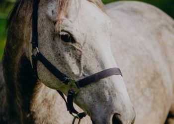 Hotel Klaudia - Nasze konie