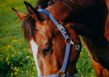 Hotel Klaudia - Nasze konie