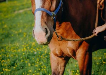 Hotel Klaudia - Nasze konie