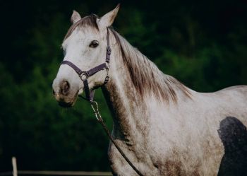 Hotel Klaudia - Nasze konie