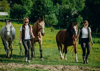 Hotel Klaudia - Nasze konie