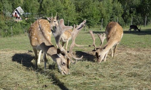 Park Czarnego Daniela