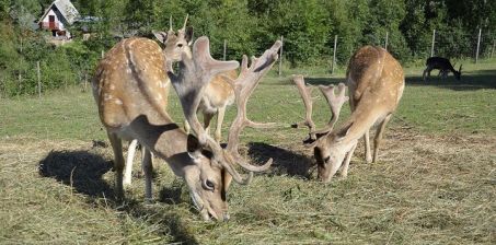 Park Czarnego Daniela