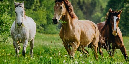 Przejażdżka zaprzęgiem konnym