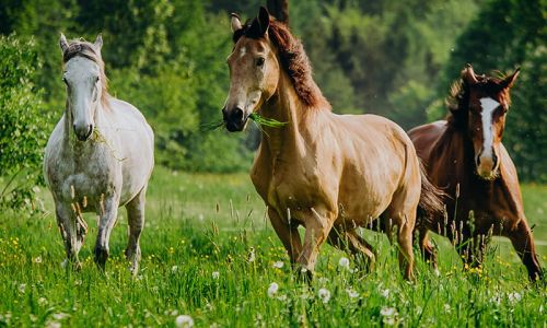 Przejażdżka zaprzęgiem konnym